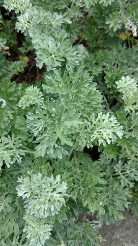 Artemisia absinthium plantplacesimage20170108_165240.jpg