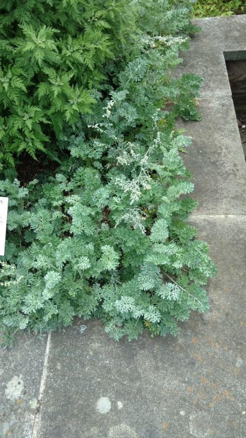 Artemisia absinthium plantplacesimage20170108_165250.jpg