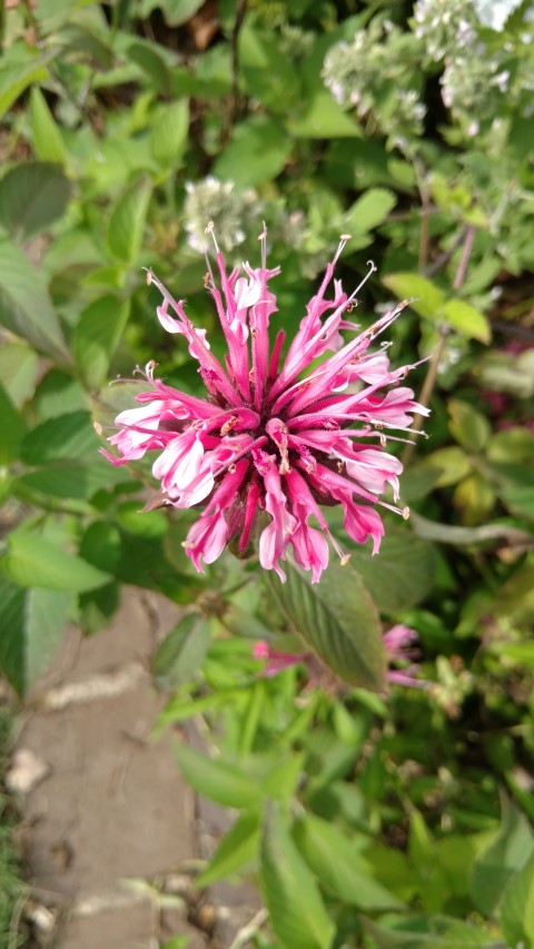 Monarda didyma plantplacesimage20170108_165600.jpg