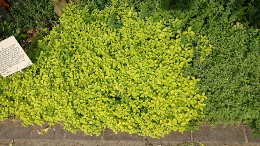 Origanum vulgare plantplacesimage20170108_165707.jpg