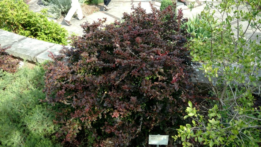 Berberis thunbergii plantplacesimage20170108_165911.jpg