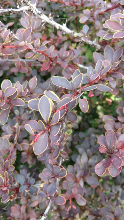 Berberis thunbergii plantplacesimage20170108_165919.jpg