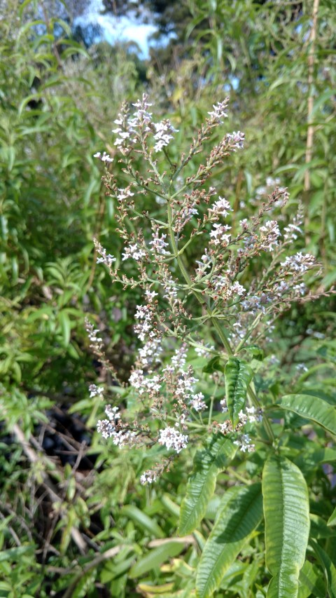 Aloysia triphylla plantplacesimage20170108_170107.jpg