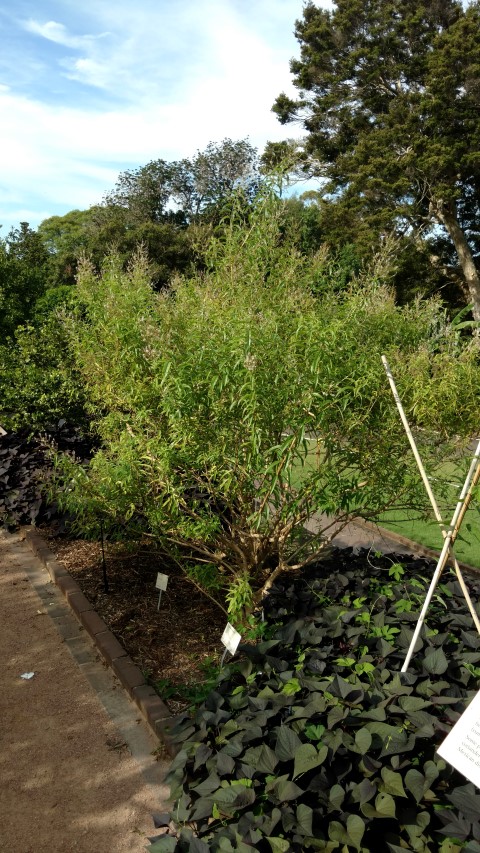 Aloysia triphylla plantplacesimage20170108_170119.jpg