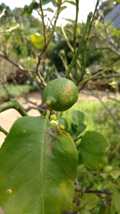 Citrus limon plantplacesimage20170108_170153.jpg