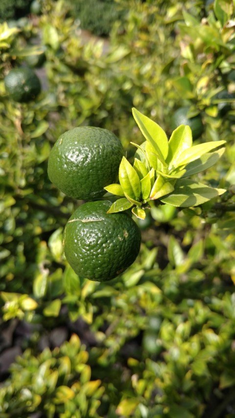 Citrus x aurantium plantplacesimage20170108_170300.jpg