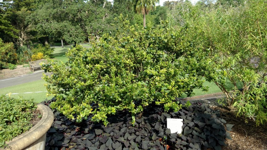 Citrus x aurantium plantplacesimage20170108_170309.jpg