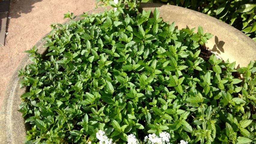 Mentha x piperita plantplacesimage20170108_170354.jpg