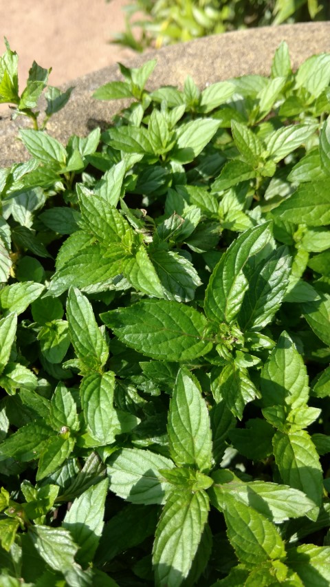 Mentha x piperita plantplacesimage20170108_170415.jpg