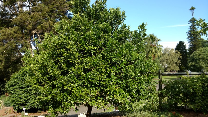 Citrus reticulata plantplacesimage20170108_170606.jpg