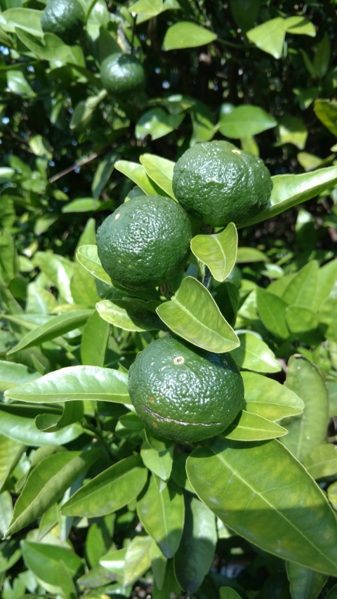 Citrus reticulata plantplacesimage20170108_170619.jpg