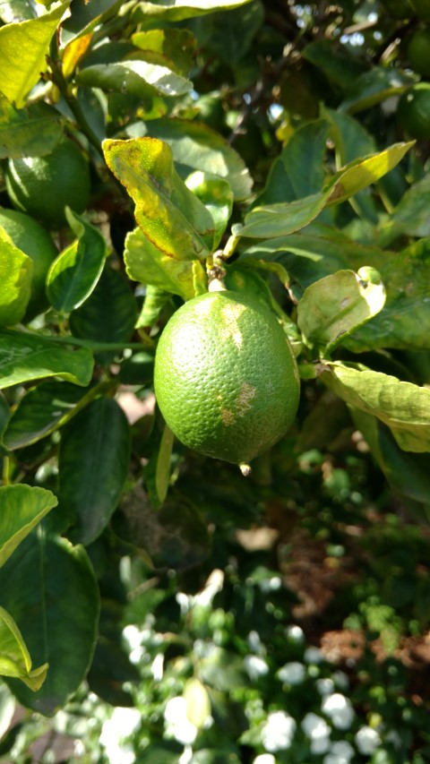 Citrus x latifolia plantplacesimage20170108_170839.jpg