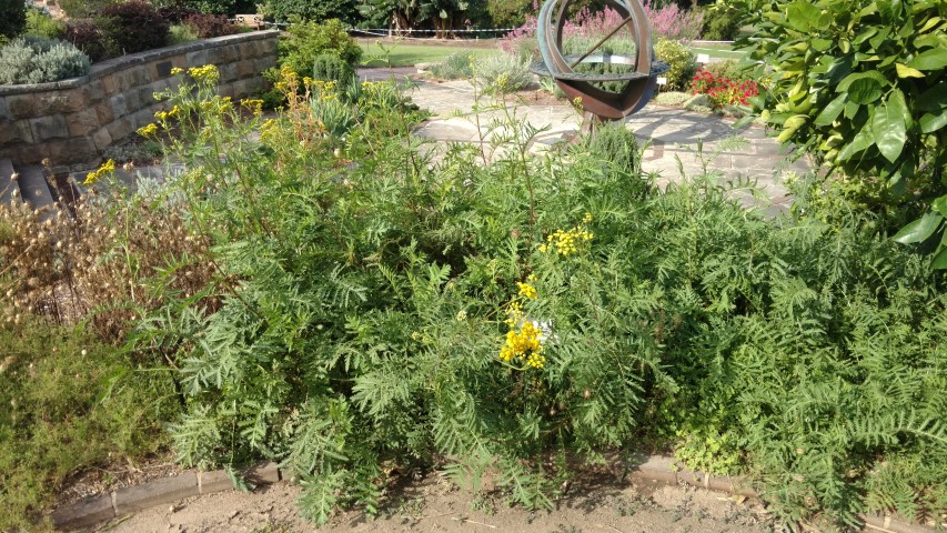 Tanacetum vulgaris plantplacesimage20170108_171044.jpg