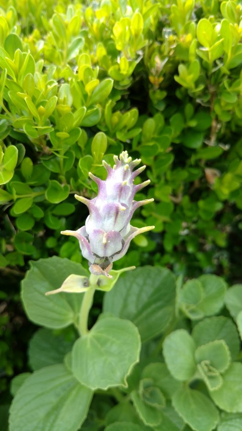 Plectranthus neochilus plantplacesimage20170108_171126.jpg