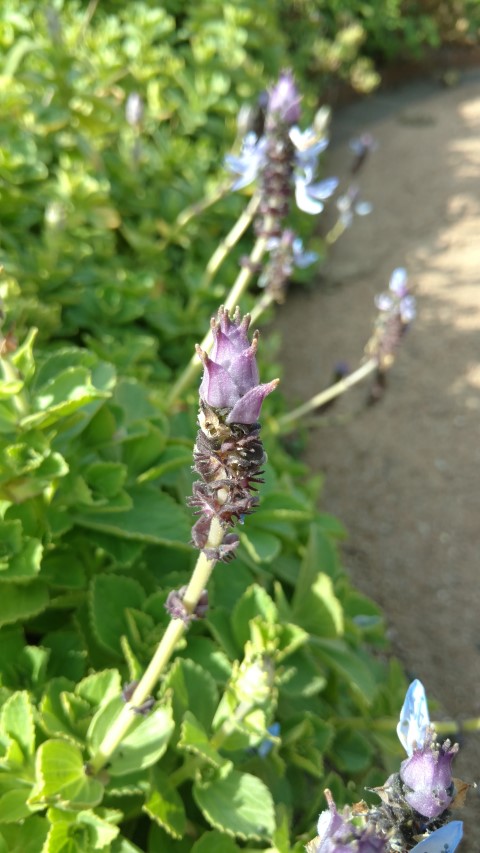 Plectranthus neochilus plantplacesimage20170108_171142.jpg