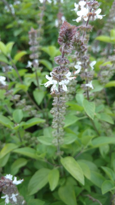 Fillipendula palmata plantplacesimage20170108_171537.jpg