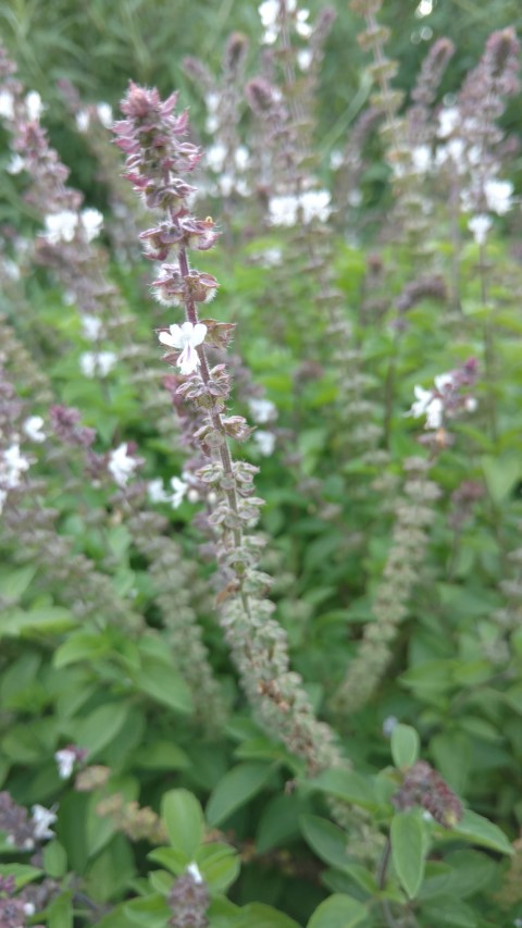 Fillipendula palmata plantplacesimage20170108_171548.jpg