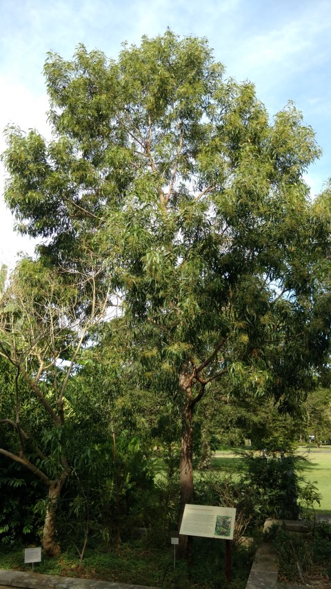 Fillipendula palmata plantplacesimage20170108_171648.jpg