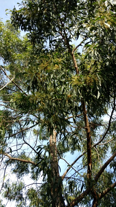 Fillipendula palmata plantplacesimage20170108_171716.jpg