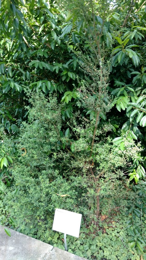 Prostanthera rotundifolia plantplacesimage20170108_171808.jpg