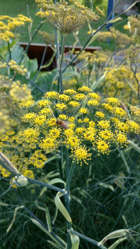 Foeniculum vulgare plantplacesimage20170108_171914.jpg