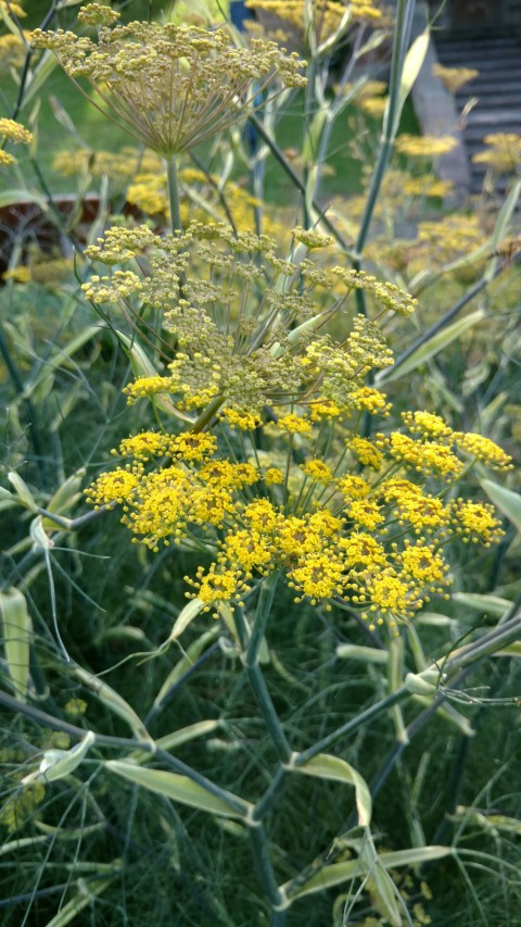 Foeniculum vulgare plantplacesimage20170108_171925.jpg