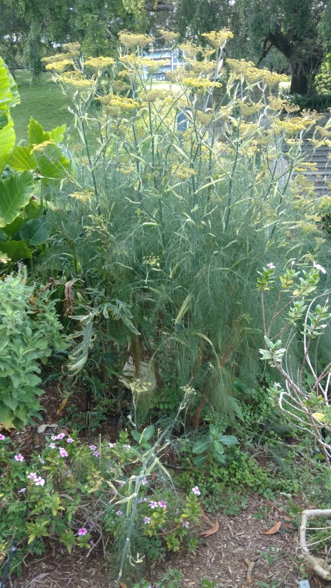 Foeniculum vulgare plantplacesimage20170108_171934.jpg