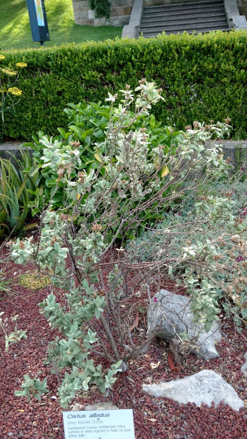 Cistus albidus plantplacesimage20170108_172008.jpg