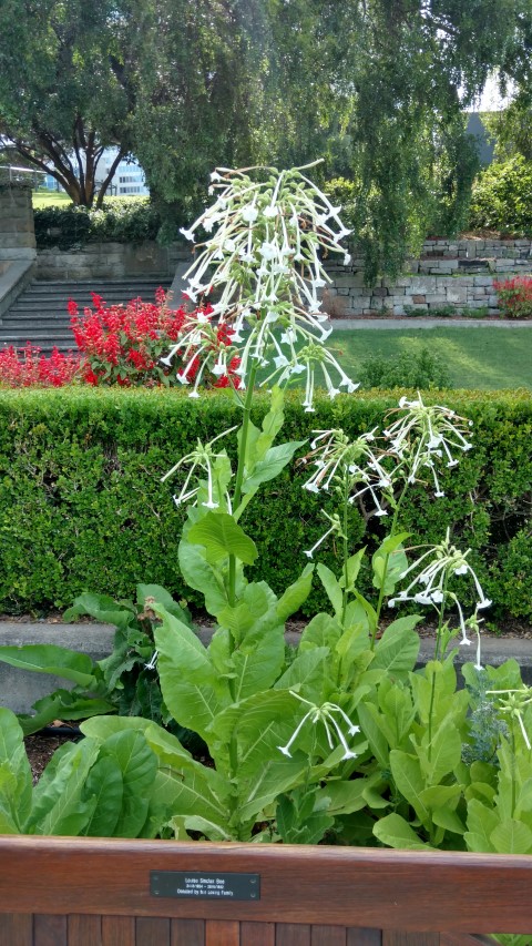 Nicotiana alata plantplacesimage20170108_172046.jpg