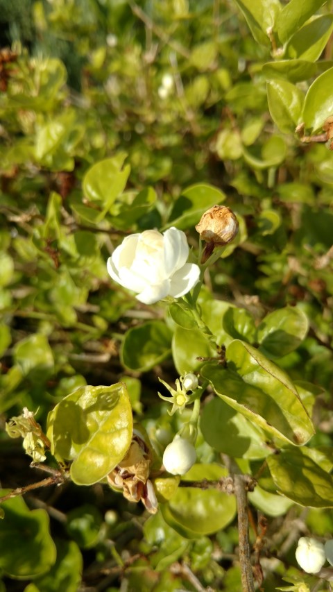 Jasminum sambac plantplacesimage20170108_172150.jpg