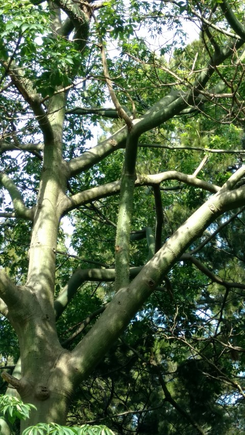 Ceiba speciosa plantplacesimage20170108_172625.jpg