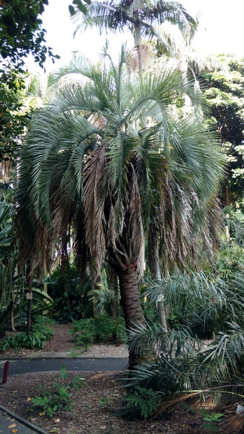 Butia eriospatha plantplacesimage20170108_172732.jpg