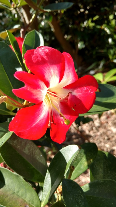 Rhododendron  plantplacesimage20170108_173141.jpg