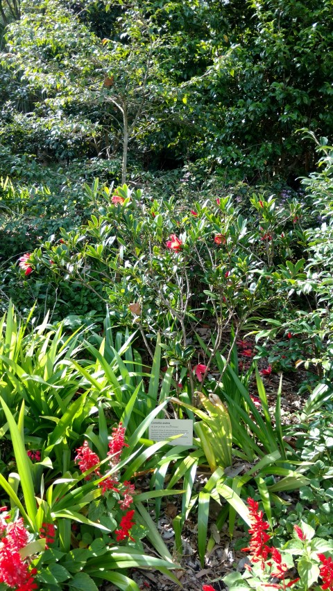 Camellia azalea plantplacesimage20170108_173307.jpg