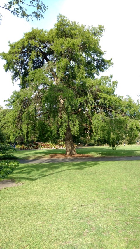 Taxodium mucronatum plantplacesimage20170108_173432.jpg