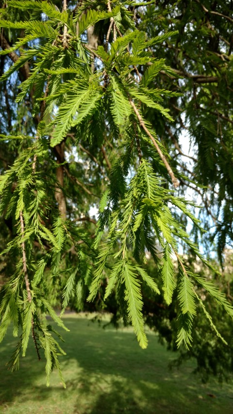 Taxodium mucronatum plantplacesimage20170108_173514.jpg