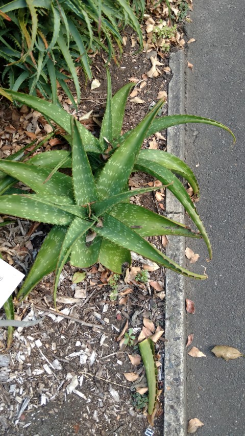 Aloe nyeriensis plantplacesimage20170108_174019.jpg