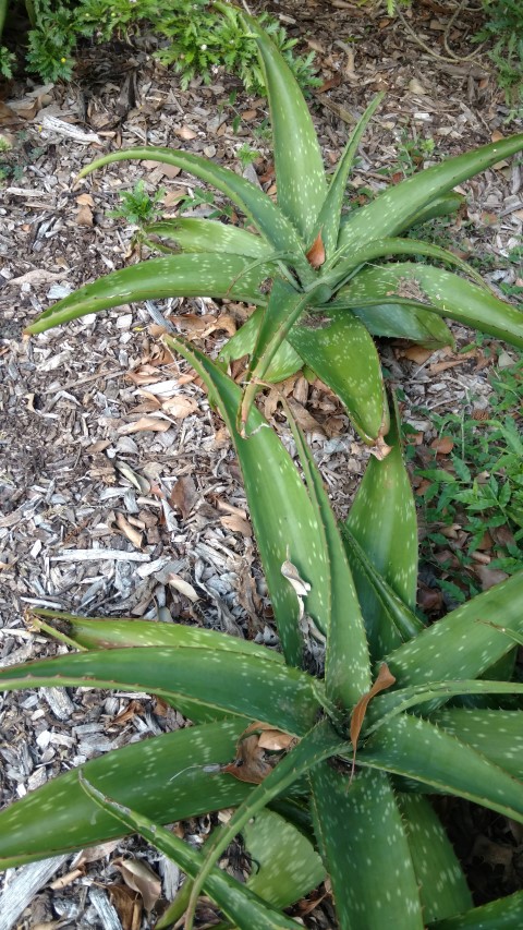 Aloe nyeriensis plantplacesimage20170108_174031.jpg