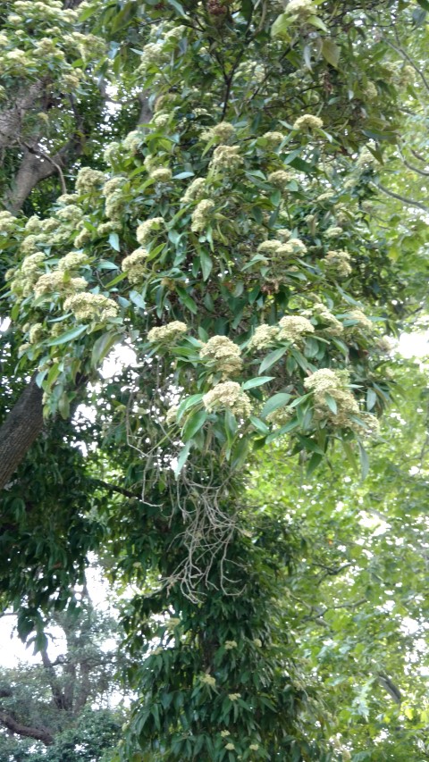 Backhousia citriodora plantplacesimage20170108_174233.jpg