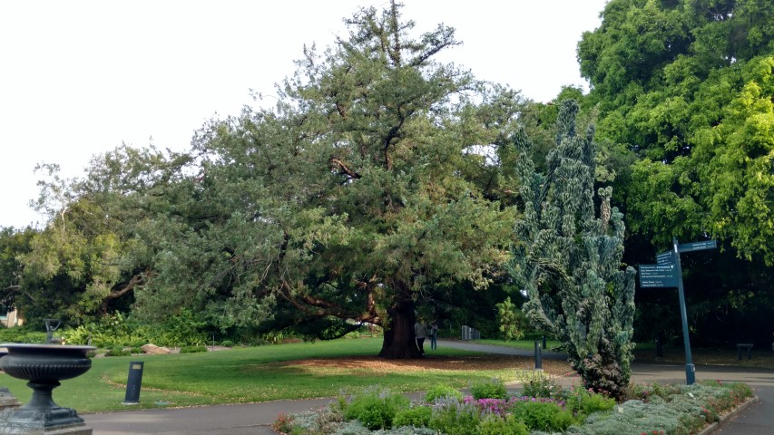 Juniperus bermudiana plantplacesimage20170108_174949.jpg