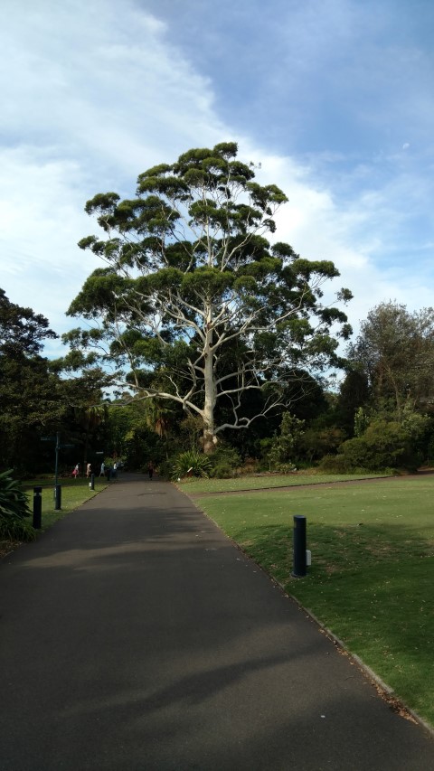 Eucalyptus grandis plantplacesimage20170108_175032.jpg