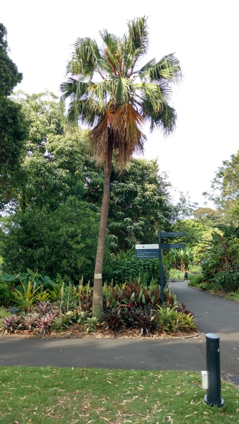 Livistona chinensis plantplacesimage20170108_175220.jpg