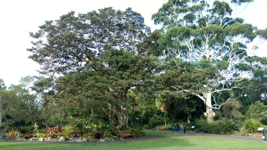 Ficus rubiginosa plantplacesimage20170108_175326.jpg