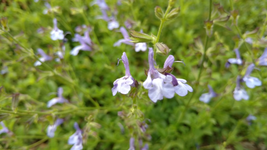 Salvia hybrid plantplacesimage20170108_175511.jpg