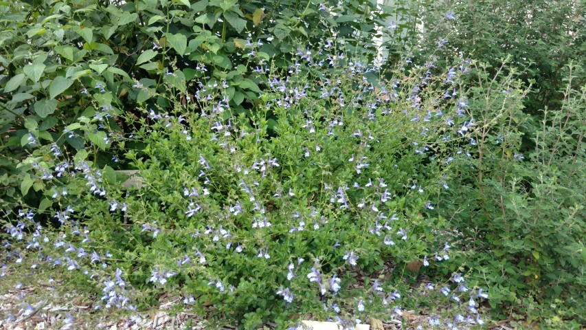 Salvia hybrid plantplacesimage20170108_175523.jpg
