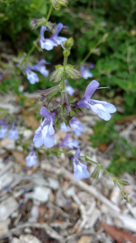 Salvia hybrid plantplacesimage20170108_175533.jpg