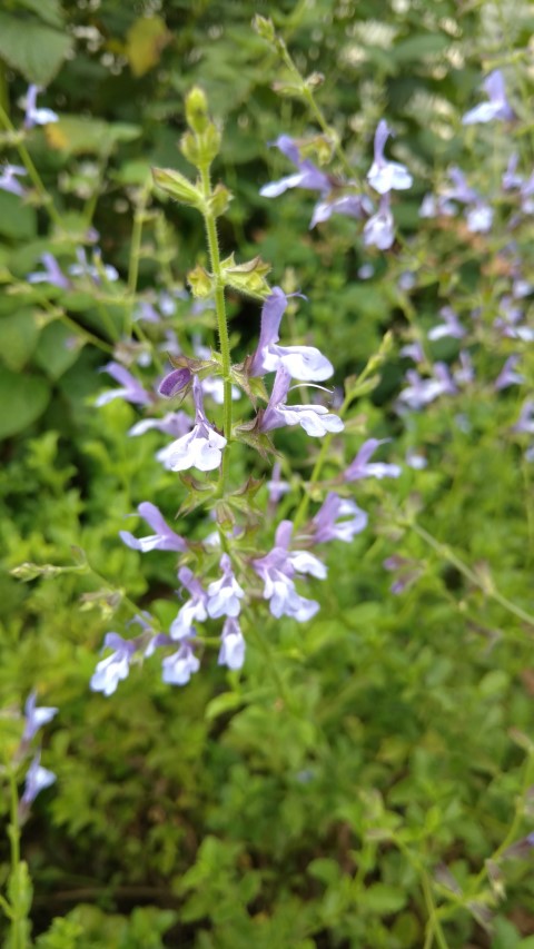 Salvia hybrid plantplacesimage20170108_175542.jpg