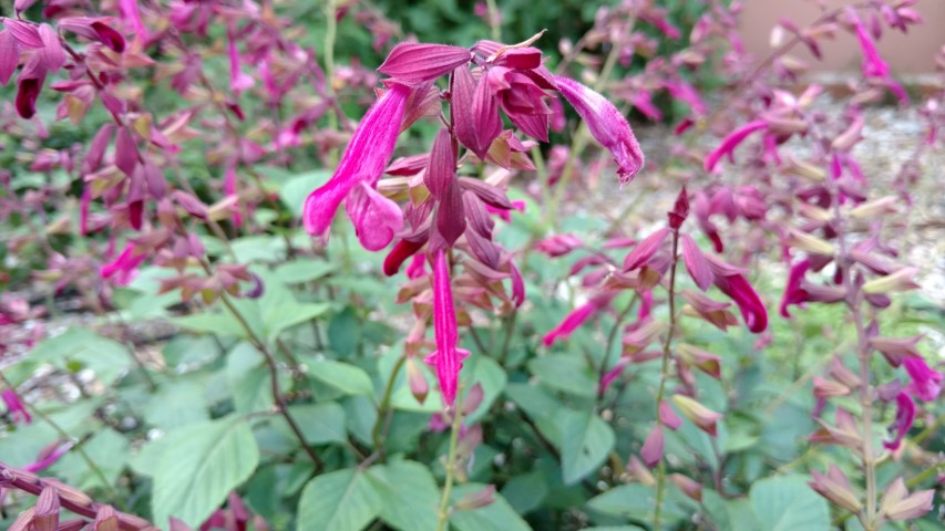 Salvia  plantplacesimage20170108_175618.jpg