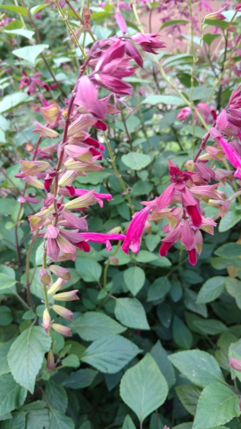 Salvia  plantplacesimage20170108_175659.jpg