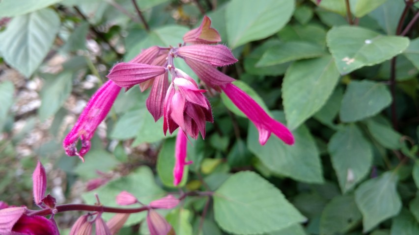 Salvia  plantplacesimage20170108_175709.jpg